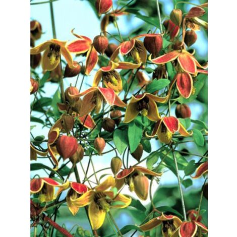 Clématite tangutica 'My Angel®' Pot de 2L/3L