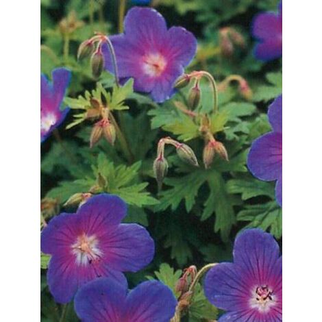 Géranium vivace de l'Himalaya 'Gravetye' Godet de 8/9 cm (1/2)