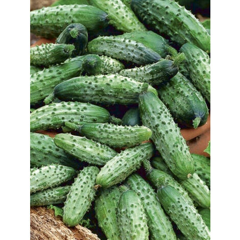 Cornichon 'Regal F1' le sachet de 25 graines (1g)