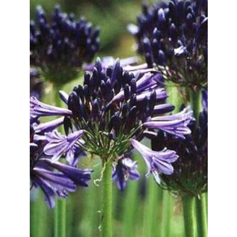 Agapanthe 'Black Pantha' Godet de 8/9 cm