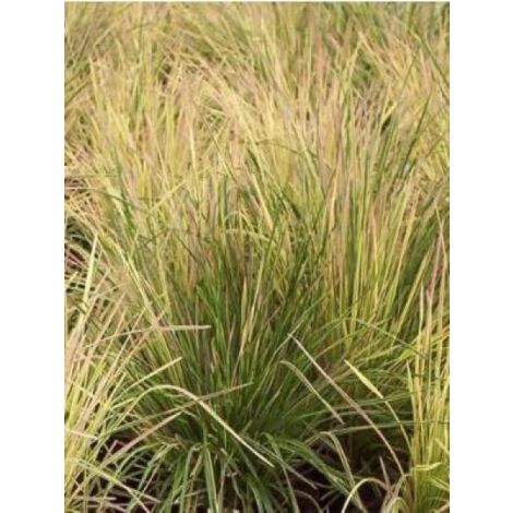 Canche cespiteuse 'Goldtau' Godet de 8/9 cm (1/3)