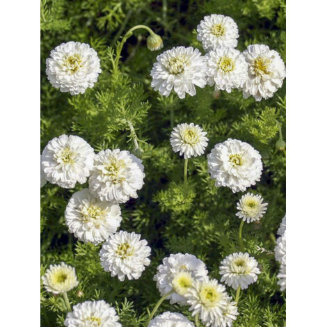 Camomille romaine 'Flore Pleno' Godet de 8/9 cm (1/4)