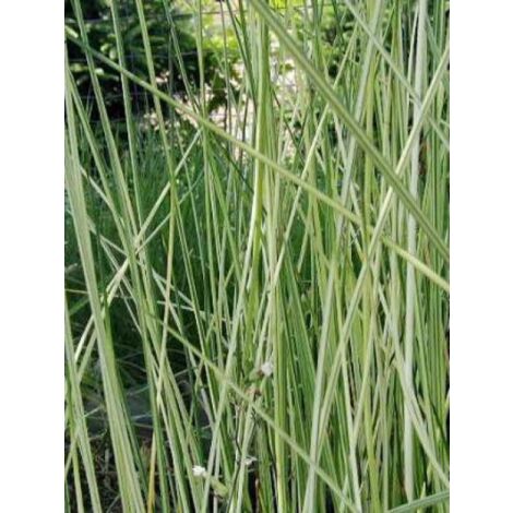 Scirpe des grands lacs 'Albescens' Godet de 8/9 cm (1/2)