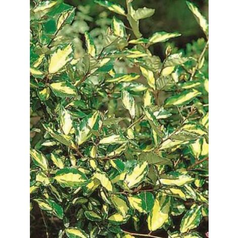Chalef piquant 'Maculata' Pot de 2L/3L (1/5)