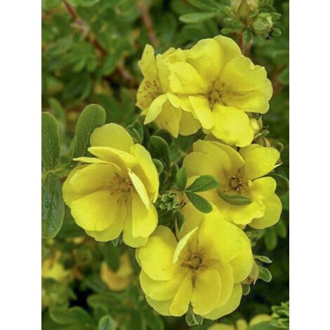 Potentille arbustive 'Double Punch Gold' Pot de 3L/4L (1/3)