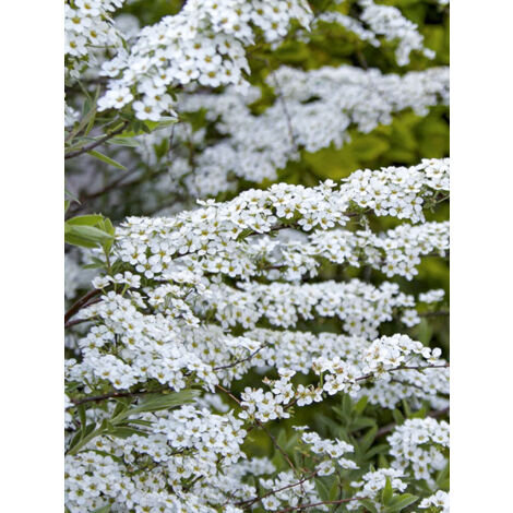 Spirée du Japon 'June Bride' Godet de 8/9 cm (1/2)