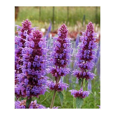 Agastache 'Blue Boa' Godet de 8/9 cm
