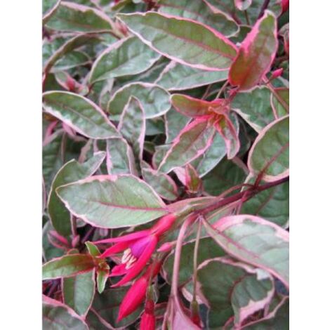 Fuchsia  'Tom West' Pot de 2L/3L (1/2)