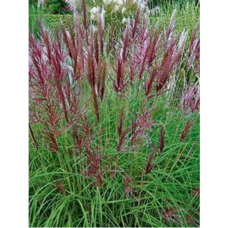 Eulalie roseau de Chine 'Red Chief' – Hauteur 120 cm – Exposition soleil – Godet 8/9 cm – Feuillage semi-persistant
