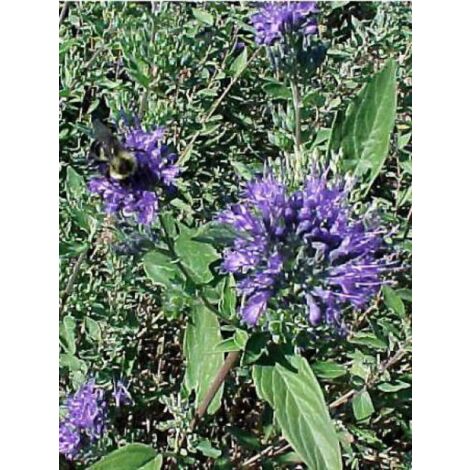Barbe-bleue, Spirée bleue 'Heavenly Blue' Pot de 2L/3L (1/3)