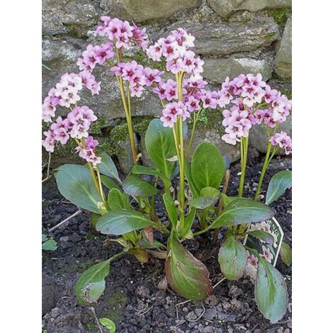 Bergénia 'Pink Dragonfly' Godet de 8/9 cm (1/3)