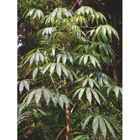 Scheffléria taiwaniana Pot de 2L/3L (1/3)