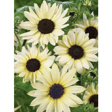 Soleil, Tournesol 'Italian White' le sachet de 150 graines (1g) (1/2)