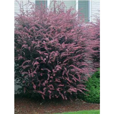 Épine-vinette de Thunberg 'Rose Glow' Pot de 7,5L/10L (1/5)