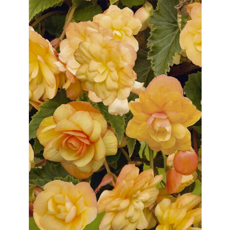 Bégonia 'Apricot Shades Improved F1' le sachet de 25 graines (1/2)