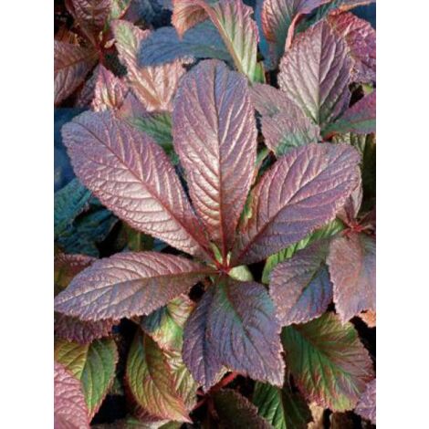 Rodgersia  'Bronze Peacock' Godet de 8/9 cm (1/5)