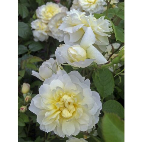 Rosier anglais 'Imogen' Pot de 4L/5L (1/4)