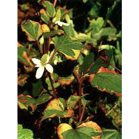 Houttuynia cordata 'Chamaeleon' Godet de 7/8 cm
