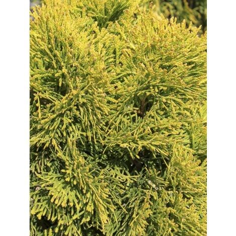 Thuya du Canada 'Golden Smaragd' Godet de 8/9 cm