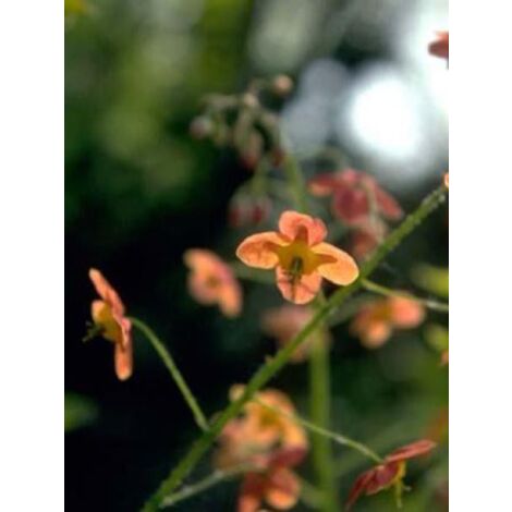 Fleur des elfes warleyense Godet de 8/9 cm (1/4)