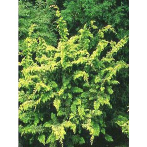 Cyprès hinoki du Japon 'Fernspray Gold' Pot de 4L/5L (1/5)