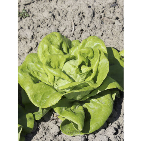Laitue pommée 'Gustav's Salad' le sachet de 850 graines (1g) (1/2)