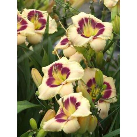 Lis d'un jour, Hémérocalle 'Custard Candy' Godet de 8/9 cm (1/2)