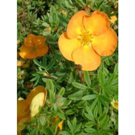 Potentille arbustive 'Tangerine' Pot de 2L/3L (1/4)