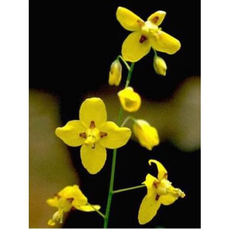 Fleur des elfes jaune Godet de 8/9 cm (1/3)