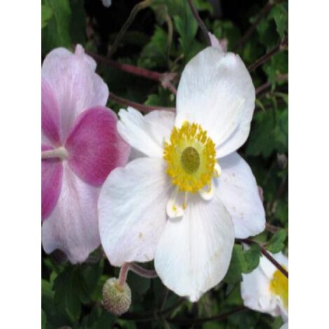 Anémone du Japon 'Dainty swan' Godet de 8/9 cm (1/2)