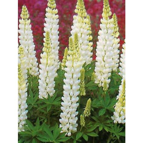 Lupin 'Noble Maiden' le sachet de 60 graines (1,5g) (1/2)