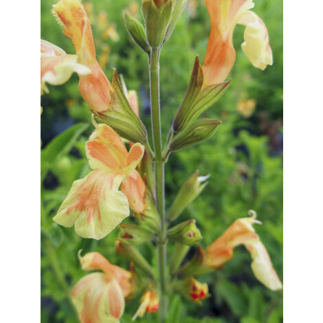 Sauge arbustive 'Belle De Loire' Pot de 2L/3L (1/2)