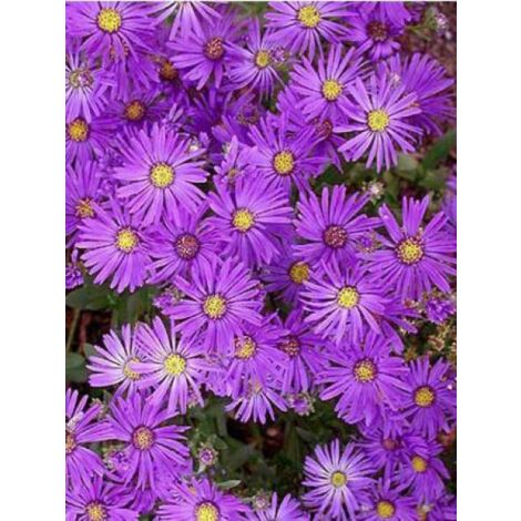 Oeil de Christ 'Violet Queen' Godet de 8/9 cm (1/2)