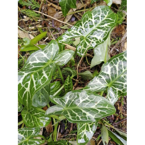 Faux arum, Arum d'Italie, Gouet 'Marmoratum' Bulbe calibre 6+ (par 3)