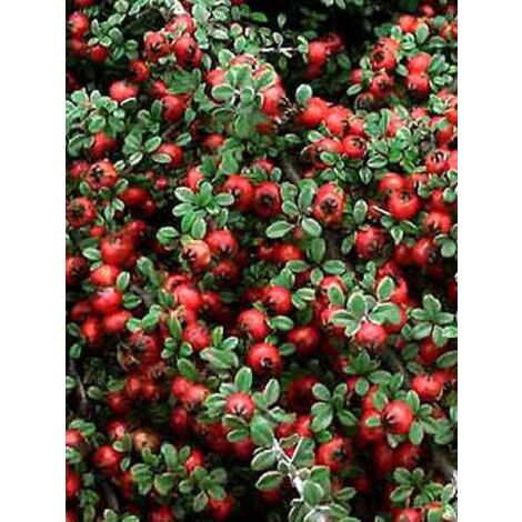 Cotonéaster à petites feuilles 'Streib's Findling' Pot de 1,5L/2L (1/2)