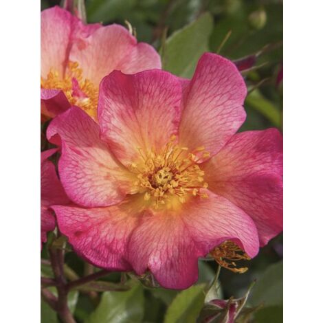 Rosier 'Yann Arthus-Bertrand' Pot de 4L/5L (1/3)