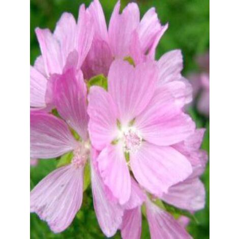 Mauve musquée 'Rosea' Godet de 8/9 cm (1/4)