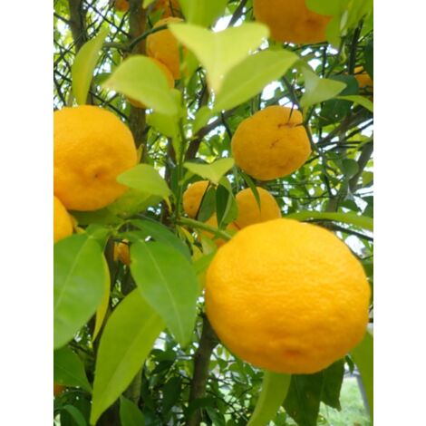 Citronnier Yuzu Pot de 4L/5L, 1/4 de tige