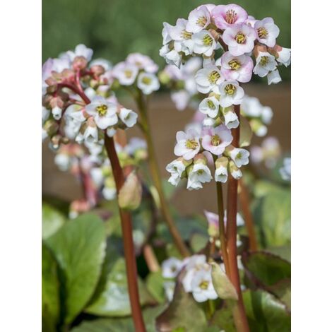 Bergénia 'Jelle' Godet de 8/9 cm (1/2)