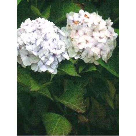 Hortensia 'Soeur Thérèse' Pot de 2L/3L (1/4)