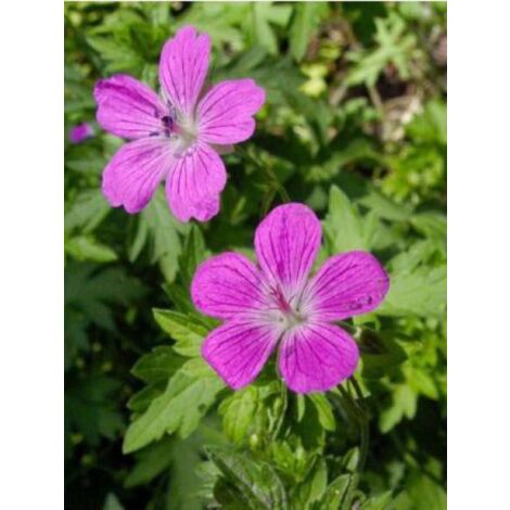 Géranium des marais Godet de 8/9 cm