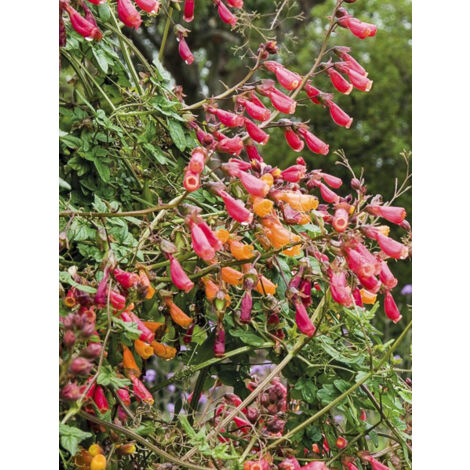 Bignine du Chili 'Anglia Hybrids mixed' le sachet de 1100 graines (0,5g) (1/2)