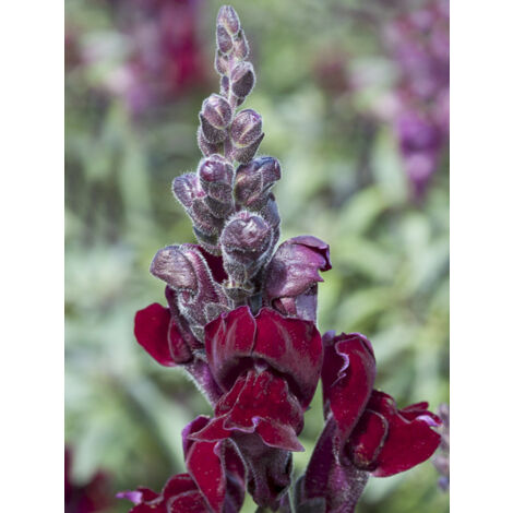 Muflier 'Black Prince' le sachet de 2700 graines (0,4g) (1/2)