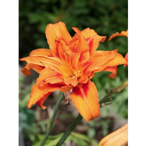 Lis d'un jour, Hémérocalle 'Flore pleno' Godet de 8/9 cm