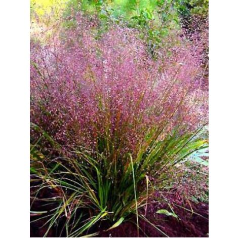 Eragrostis spectabilis Godet de 8/9 cm (1/2)