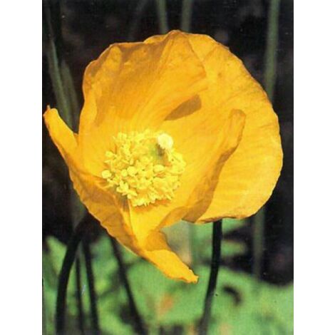 Pavot jaune Godet de 8/9 cm (1/5)