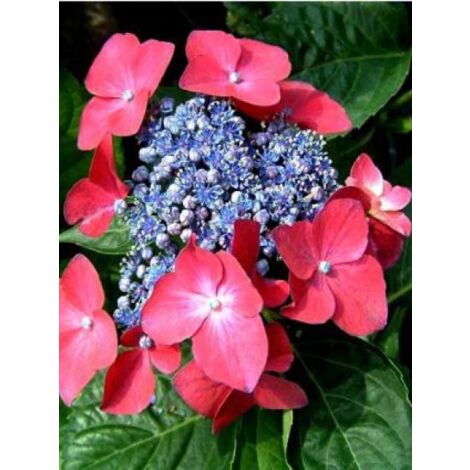 Hortensia 'Kardinal' Pot de 2L/3L (1/3)