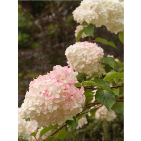 Hortensia paniculé 'Silver Dollar' Pot de 7,5L/10L (1/2)