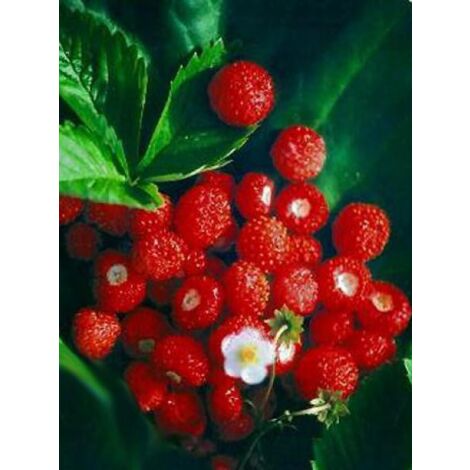 Fraisier des bois 'Alexandria' Godet de 8/9 cm