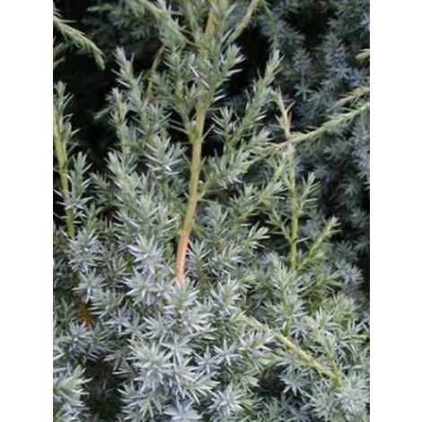 Genévrier de Chine 'Blue Alps' Pot de 7,5L/10L (1/5)